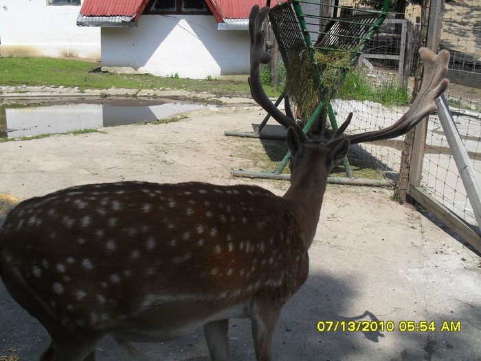 SDC12129; la gradina zoo-bv cerb lopatar
