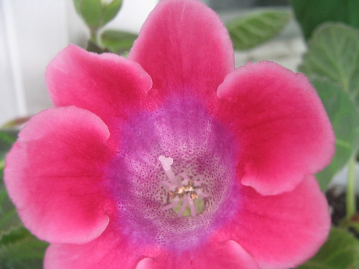 Picture 279 - gloxinia tigrina roz  2  simpla 2010