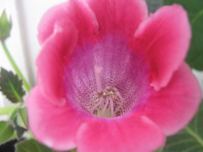 Picture 276 - gloxinia tigrina roz  2  simpla 2010