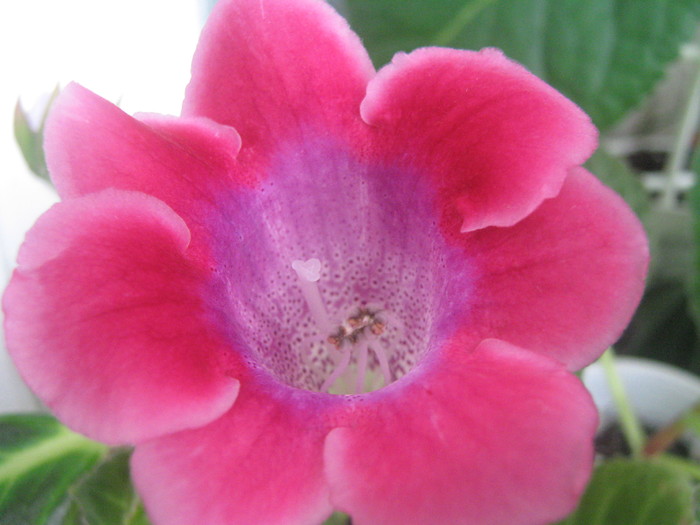 Picture 277 - gloxinia tigrina roz  2  simpla 2010