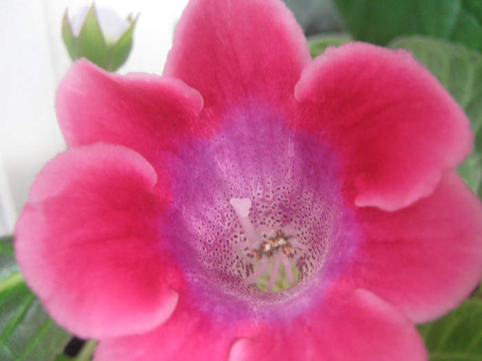 Picture 278 - gloxinia tigrina roz  2  simpla 2010