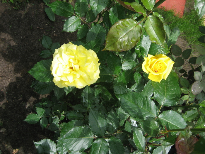 Poze flori 033