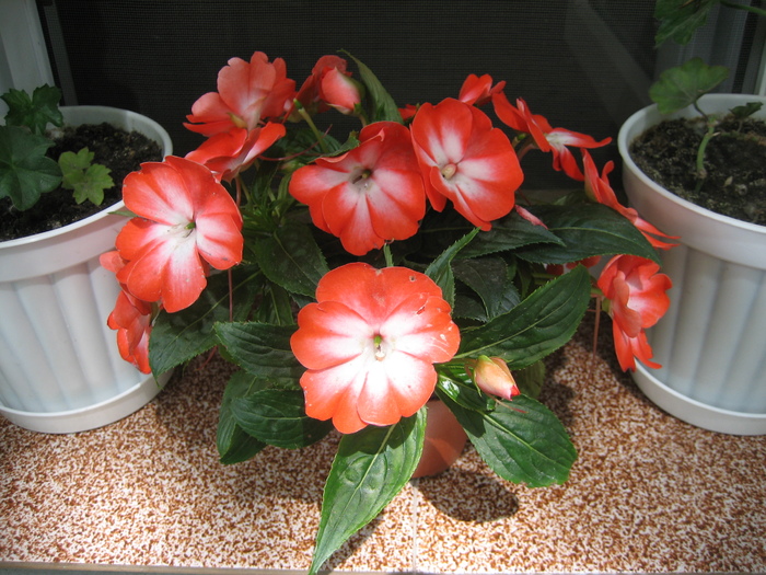 Poze flori 027