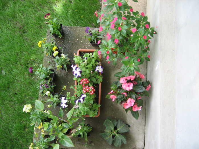 Poze flori 028