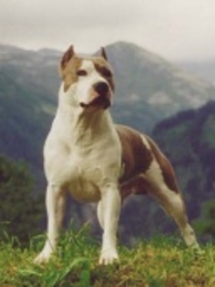 1 - Amstaff