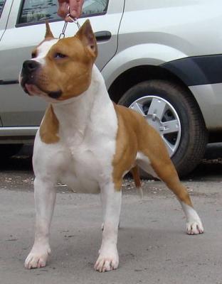 4 - Amstaff