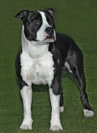 1926-flAmerican-Staffordshire-Terrier-Amstaff--Puppies-For-Sale-Gauteng-[1] - Amstaff