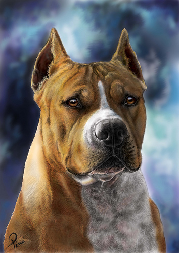 11 - Amstaff