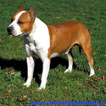 akc_amstaff_bloom_xl[1]