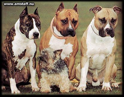 Amstaff68694[1]