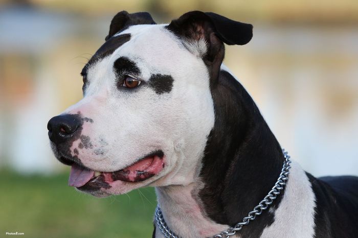 amstaff_dog-other[1]