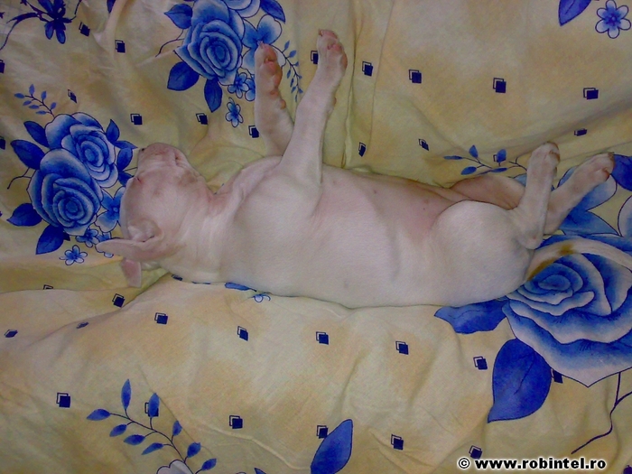 amstaff_inger_si_demon_robintel_blog_01[1]