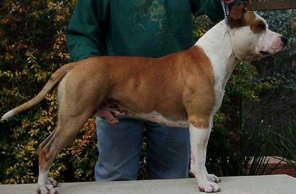 Amstaff_Jedi[1]