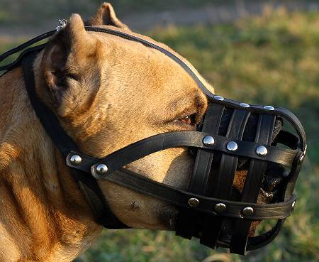 amstaff-muzzle-leather-2[1]
