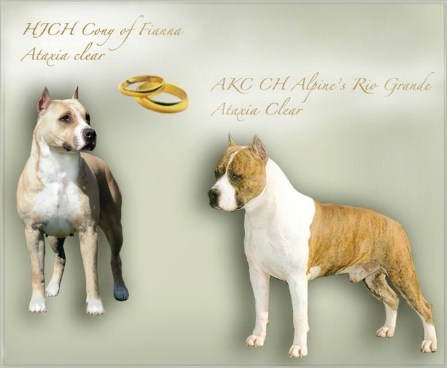 amstaffpuppies[1]