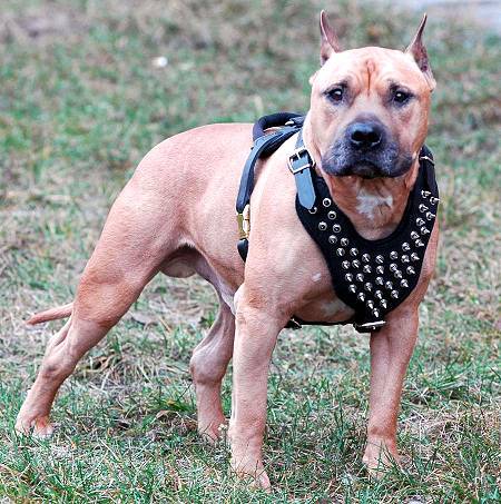 amstaff-spiked-harness-leather[1]