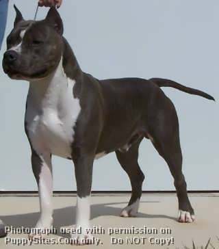 diamondbarkennels[1]