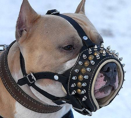 spiked-dog-muzzle-leather-amstaff[1]