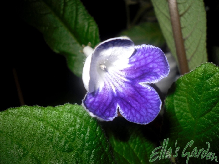  - Streptocarpus Purple Panda