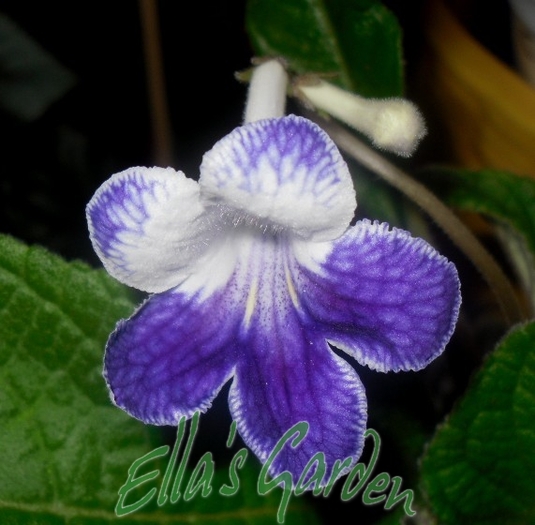  - Streptocarpus Purple Panda