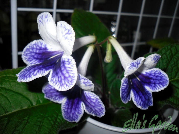  - Streptocarpus Purple Panda