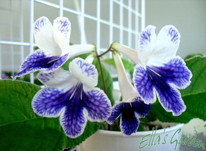  - Streptocarpus Purple Panda