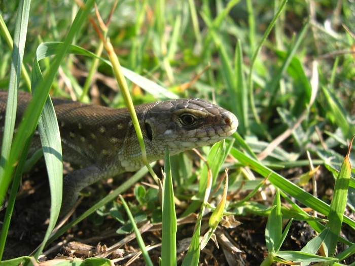 Lacerta vivipara / Zootoca vivipara