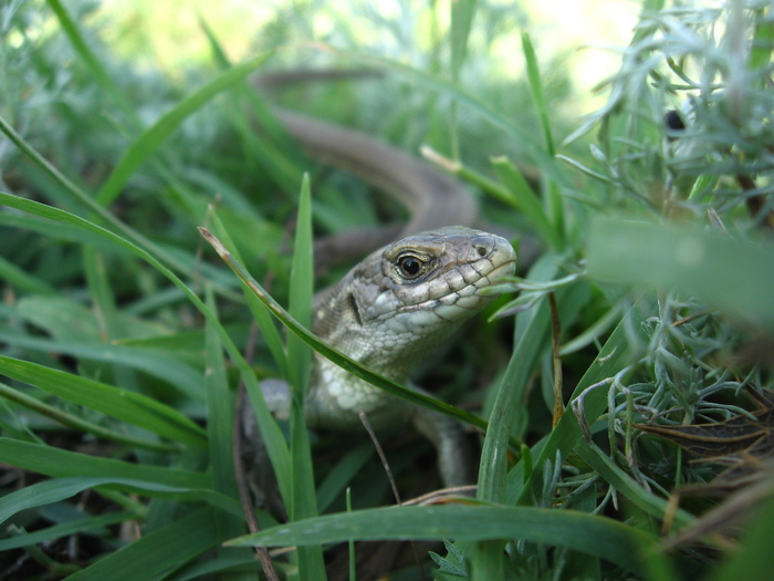 Lacerta vivipara / Zootoca vivipara