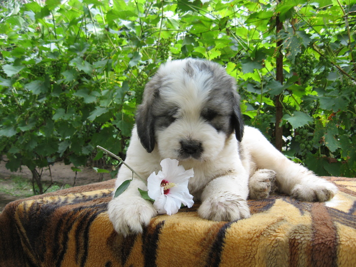 mioritic,shepherd,dogs,puppies,criosmioritic,kennel,mioritici 001 - BOBY