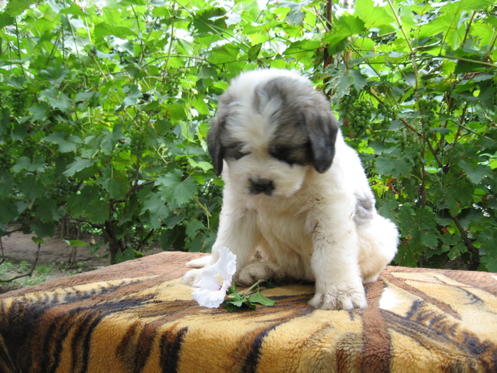 mioritic,shepherd,dogs,puppies,criosmioritic,kennel,mioritici 002; BOBY  sase saptamani
 27-07-2010
