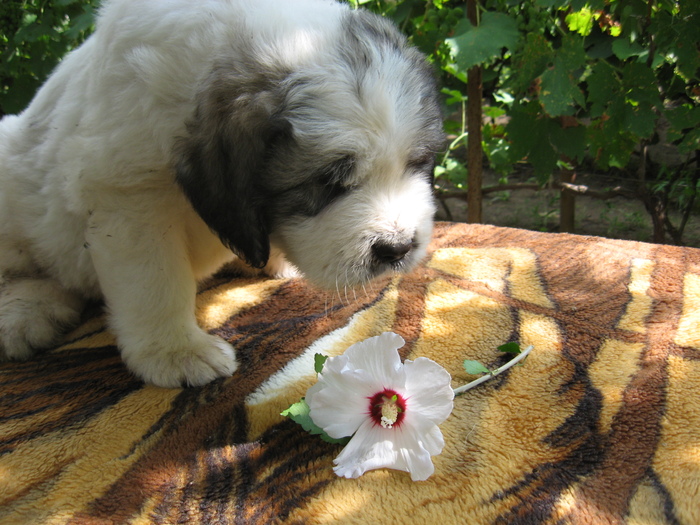 mioritic,shepherd,dogs,puppies,criosmioritic,kennel,mioritici 006 - BOBY