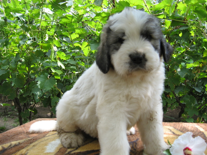 mioritic,shepherd,dogs,puppies,criosmioritic,kennel,mioritici 008 - BOBY