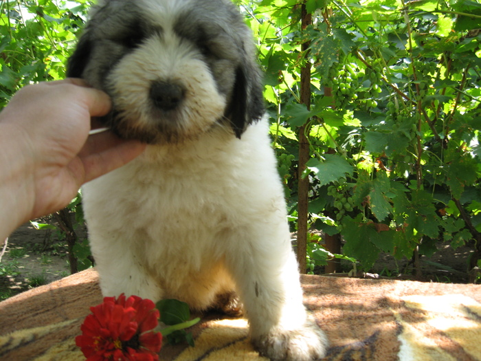 mioritic,shepherd,dogs,puppies,criosmioritic,kennel,mioritici 009 - BETTY