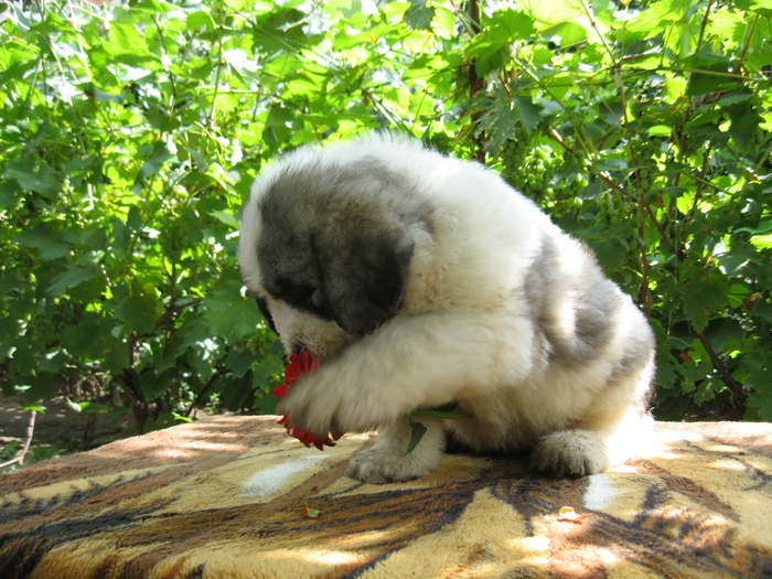 mioritic,shepherd,dogs,puppies,criosmioritic,kennel,mioritici 011; BETTY sase saptamani
27-07-2010
