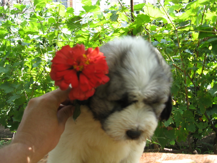 mioritic,shepherd,dogs,puppies,criosmioritic,kennel,mioritici 014; BETTY sase saptamani
27-07-2010
