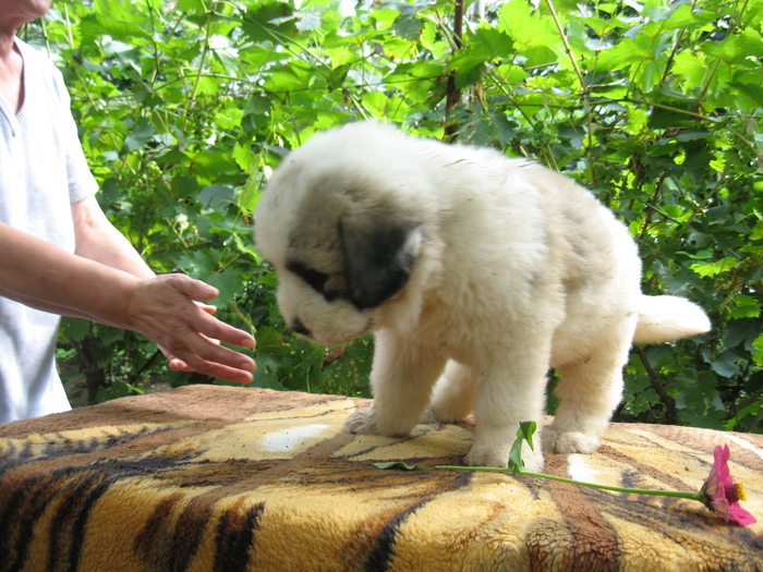 mioritic,shepherd,dogs,puppies,criosmioritic,kennel,mioritici 019 - BELLE