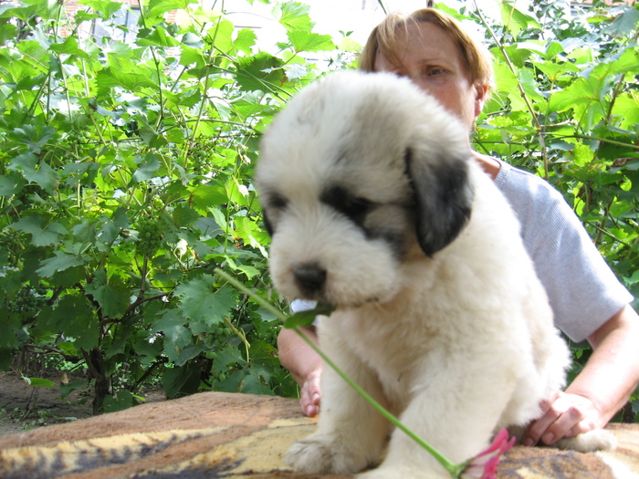 mioritic,shepherd,dogs,puppies,criosmioritic,kennel,mioritici 021; BELLE sase saptamani
27-07-2010
