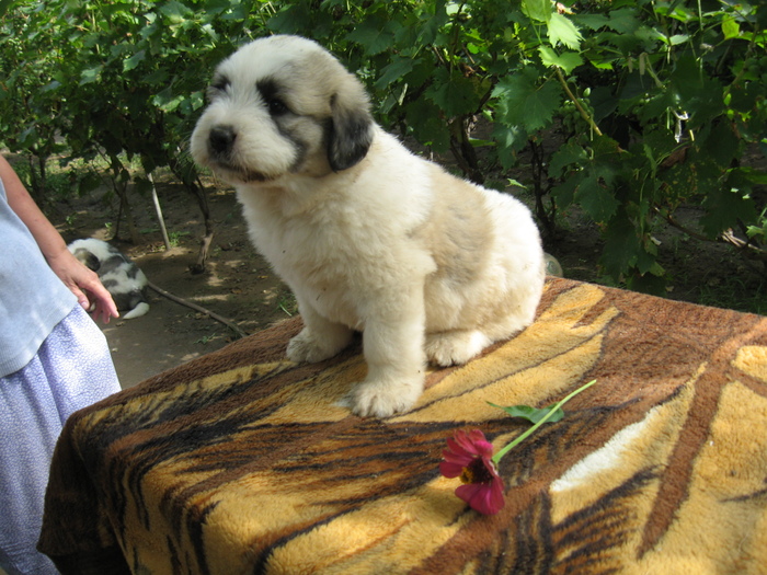 mioritic,shepherd,dogs,puppies,criosmioritic,kennel,mioritici 025; BELLE sase saptamani
27-07-2010
