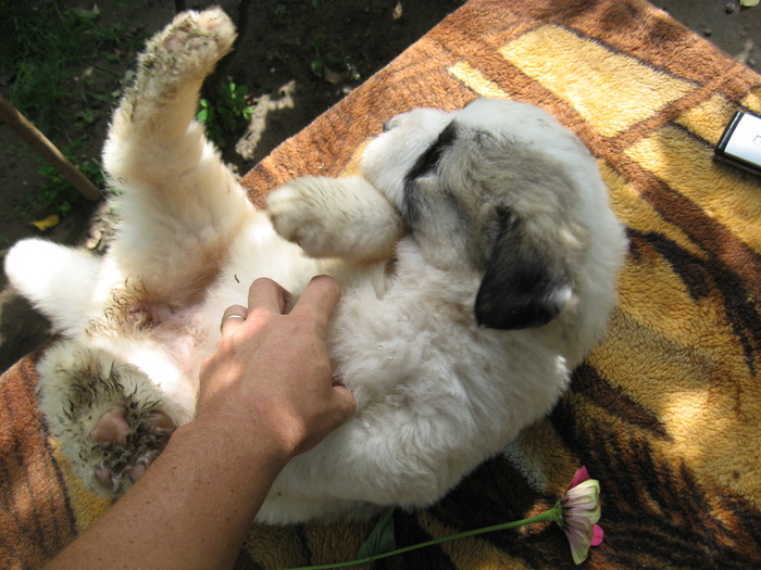 mioritic,shepherd,dogs,puppies,criosmioritic,kennel,mioritici 027; BELLE sase saptamani
27-07-2010
