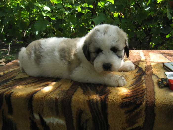 mioritic,shepherd,dogs,puppies,criosmioritic,kennel,mioritici 028; BELLE sase saptamani
27-07-2010
