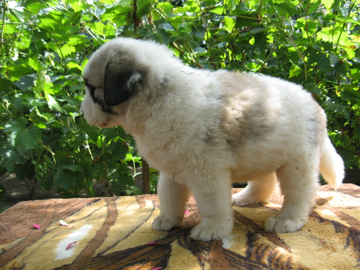 mioritic,shepherd,dogs,puppies,criosmioritic,kennel,mioritici 034; BELLE sase saptamani
27-07-2010
