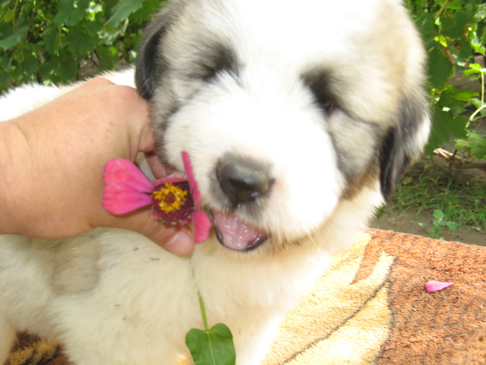 mioritic,shepherd,dogs,puppies,criosmioritic,kennel,mioritici 035; BELLE sase saptamani
27-07-2010
