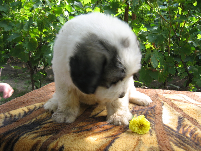 mioritic,shepherd,dogs,puppies,criosmioritic,kennel,mioritici 036; BRUMA sase saptamani
27-07-2010
