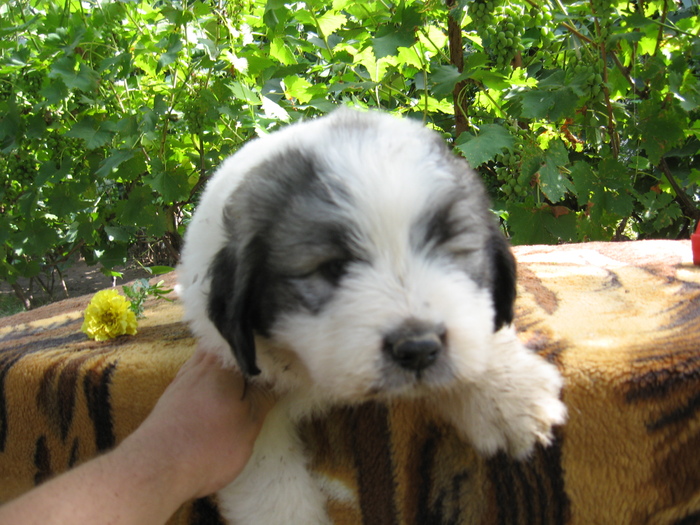 mioritic,shepherd,dogs,puppies,criosmioritic,kennel,mioritici 037; BRUMA sase saptamani
27-07-2010
