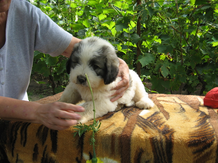 mioritic,shepherd,dogs,puppies,criosmioritic,kennel,mioritici 038 - BRUMA