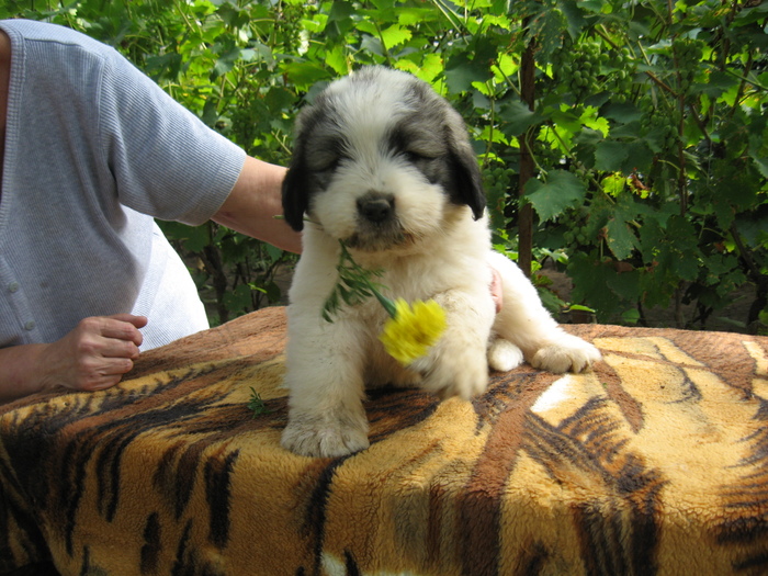 mioritic,shepherd,dogs,puppies,criosmioritic,kennel,mioritici 039 - BRUMA