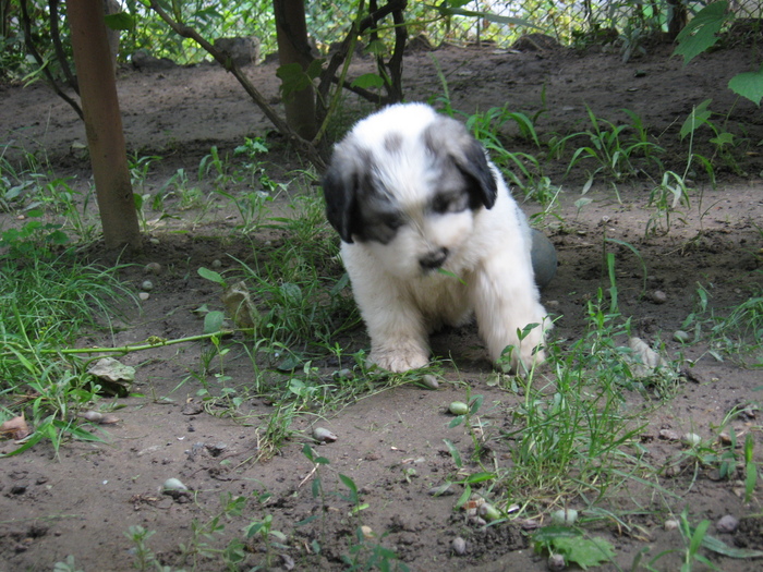 mioritic,shepherd,dogs,puppies,criosmioritic,kennel,mioritici 041 - BRUMA