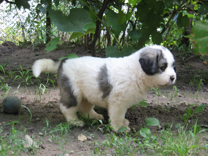 mioritic,shepherd,dogs,puppies,criosmioritic,kennel,mioritici 042; BRUMA sase saptamani
27-07-2010
