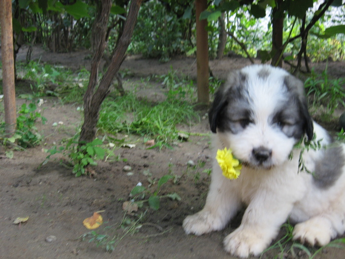 mioritic,shepherd,dogs,puppies,criosmioritic,kennel,mioritici 044 - BRUMA