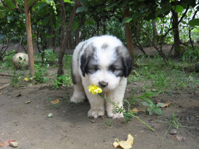 mioritic,shepherd,dogs,puppies,criosmioritic,kennel,mioritici 045 - BRUMA